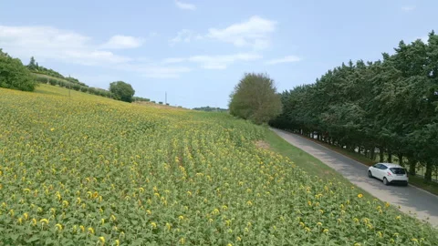 Sunflower Field Stock Footage 337270414