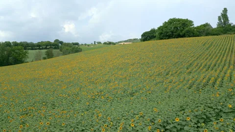 Sunflower Field Stock Footage 337270473