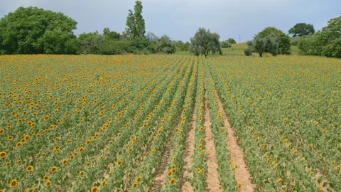 Sunflower Field Stock Footage 337270477