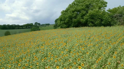 Sunflower Field Stock Footage 337270607