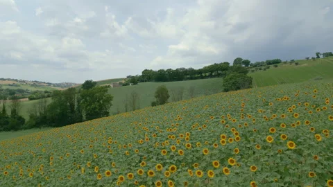 Sunflower Field Stock Footage 337270666