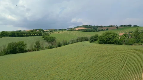 Sunflower Field Stock Footage 337270678