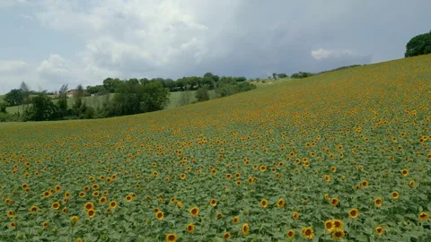 Sunflower Field Stock Footage 337271054