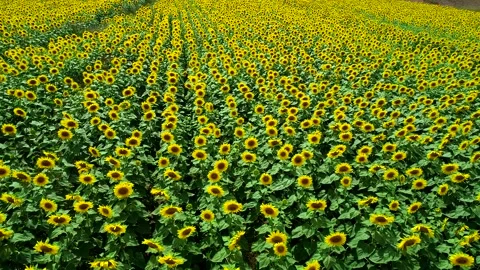 Sunflower Field Stock Footage 340777741