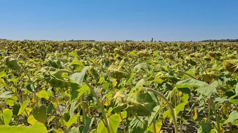 Sunflower field Stock-Footage 344480147