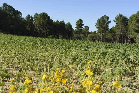 Sunflower Field with Forest Background Stock Photos