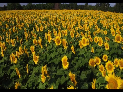 Sunflower Field Forever Vídeo Stock 77240440