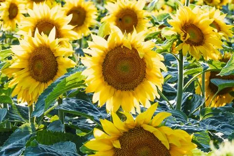 Sunflower field in full bloom with bright yellow petals Stock Photos