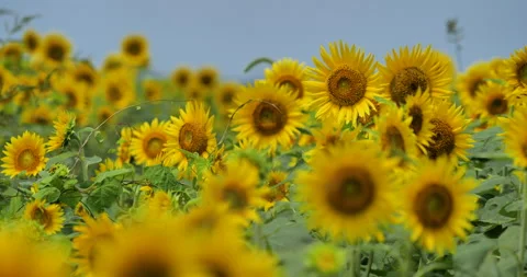 Sunflower field in full bloom. Fixed shooting. Stock-Footage 149948662