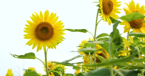 Sunflower field in full bloom. Fixed shooting. Video stock 149948701
