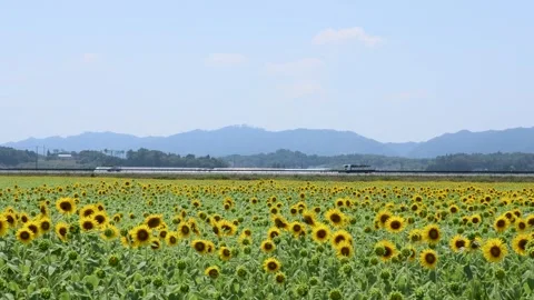 Sunflower field in full bloom Stock Footage 247586829