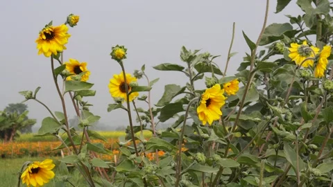 Sunflower Field in Full Bloom 스톡 동영상 333415921