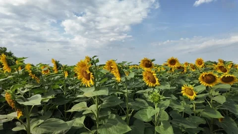 Sunflower Field in Full Bloom Landscape Stock Footage 280024503