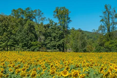 Sunflower field in full bloom Stock Photos