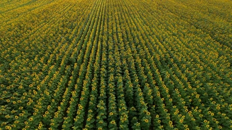 Sunflower-field-general Stock Footage 302288756