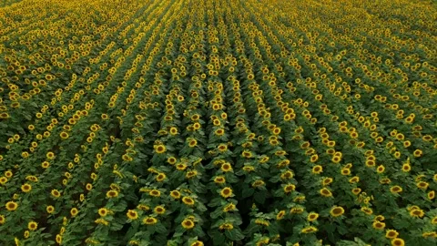 Sunflower-field-general Stock Footage 302288974