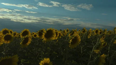 Sunflower field glowing under low sun with silhouetted foreground head and rim 库存影片 346156172