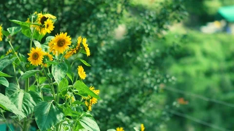 Sunflower Field with Green Background Stock Footage 316891480