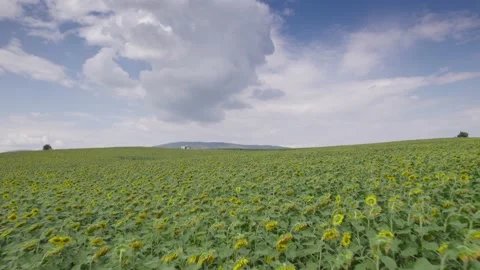 Sunflower field H.265 스톡 동영상 230610531