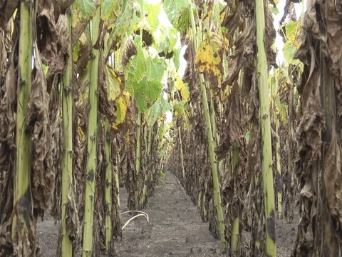 Sunflower field before harvest Stock Footage