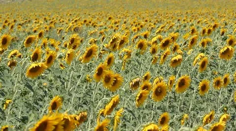 Sunflower field on a hot summer day Stock Footage