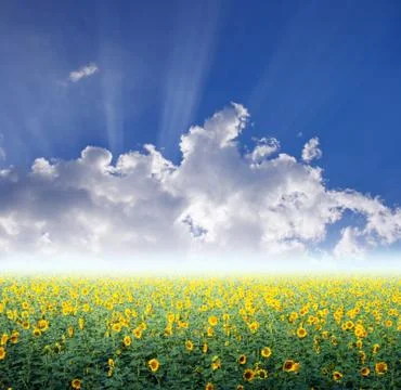 Sunflower field Stock Illustration