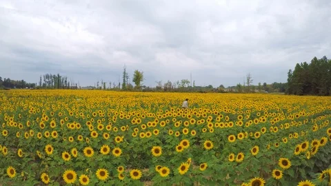 Sunflower Field With Lady Walking Through - Color Corrected Stock Footage 90141561