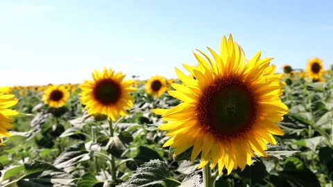 Sunflower field landscape close up Stock Footage 241024141