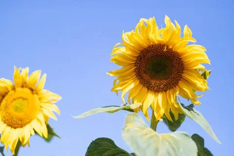 Sunflower field landscape close-up Stock Photos