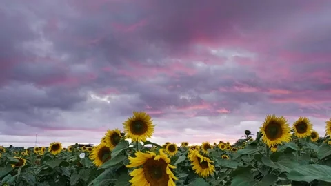 Sunflower field landscape. field of blooming sunflowers on a background sunset Stock Footage 197050488