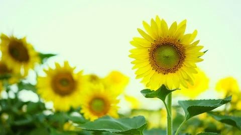 Sunflower field landscape. Stock Footage 94729376
