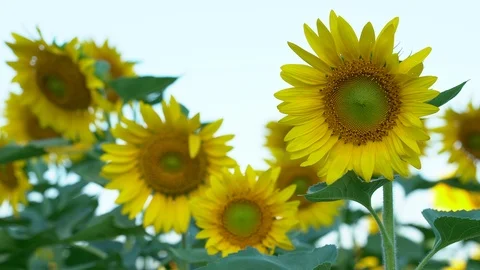 Sunflower field landscape. Stock Footage 94735633