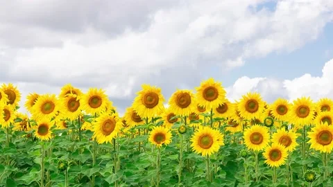 Sunflower field landscape Stock Footage 178031277