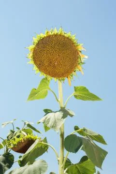 Sunflower field landscape Stock Photos