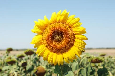 Sunflower field landscape Foto stock