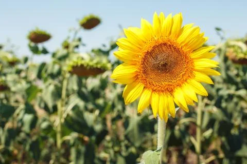 Sunflower field landscape Stock Photos