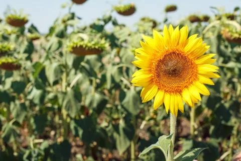 Sunflower field landscape Stock Photos