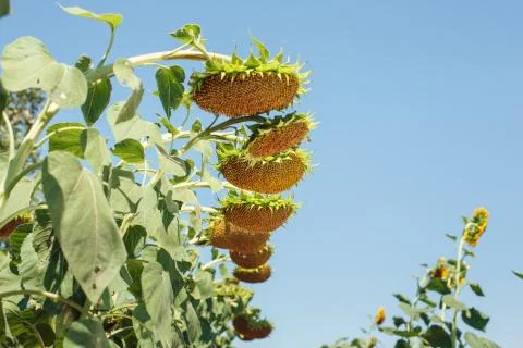 Sunflower field landscape Stock Photos