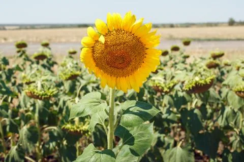 Sunflower field landscape Stock Photos