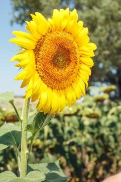 Sunflower field landscape Stock Photos