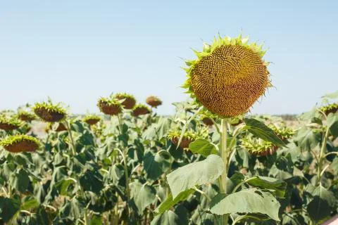 Sunflower field landscape Stock Photos