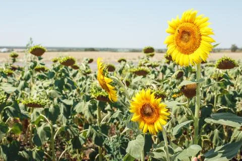 Sunflower field landscape Stock Photos