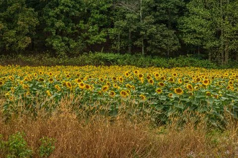 Sunflower field with layers Stock Photos