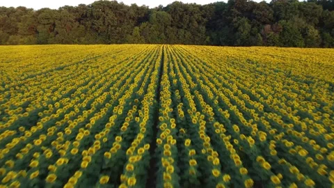 Sunflower field low angle fly Stock Footage 199452494