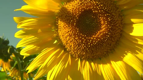 Sunflower in the field. Macro close up shot. Slow vertical panorama. The flower Stock Footage 141373526