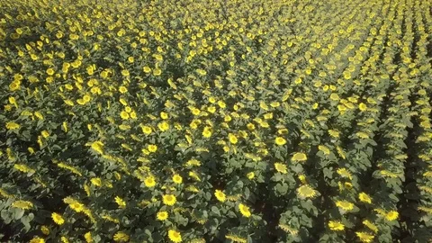 Sunflower field - morning - Log version Stock Footage 77691430