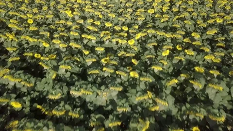 Sunflower field - morning - Log version Stock Footage 77759098