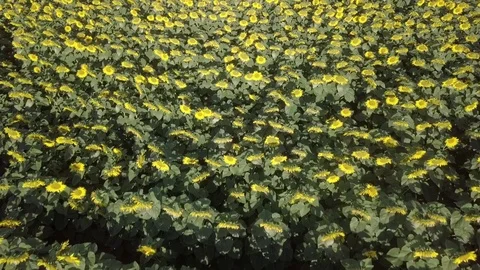 Sunflower field - morning - Log version Stock Footage 77761631