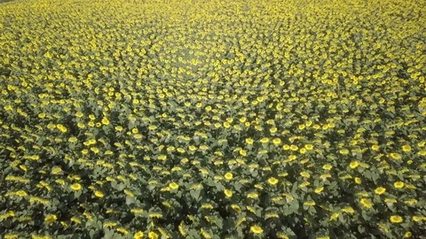 Sunflower field - morning - Log version Stock Footage 77761807