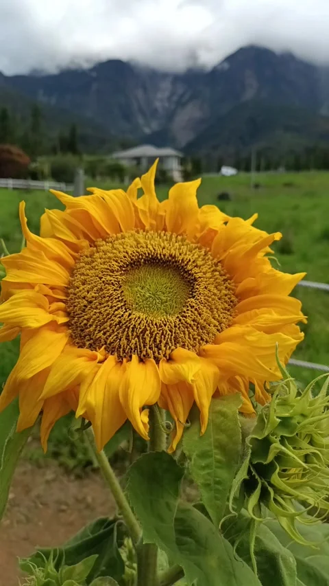 Sunflower field in the mountains Stock Footage 278437877